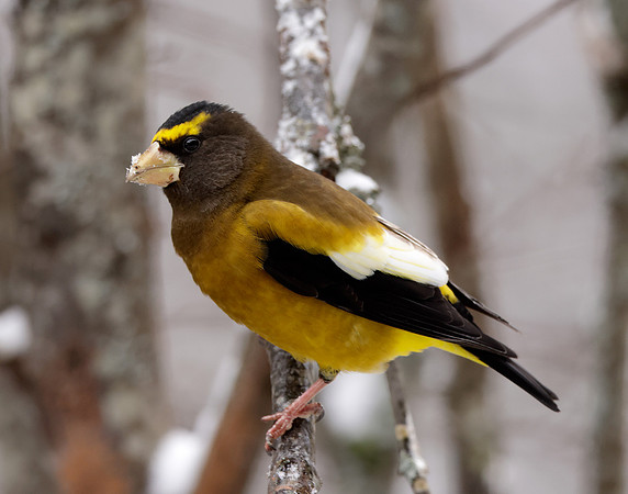 Evening Grosbeak Coccothraustes vespertinus