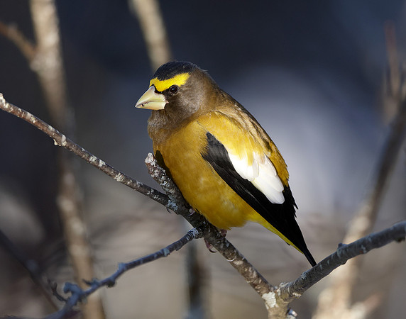 Evening Grosbeak Coccothraustes vespertinus