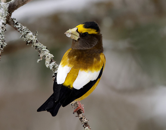 Evening Grosbeak Coccothraustes vespertinus