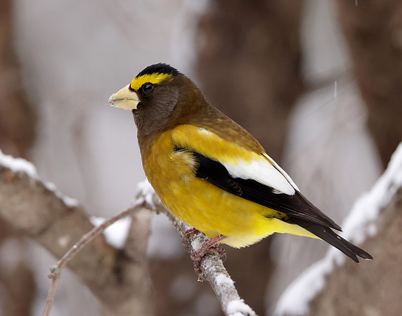 Evening Grosbeak Coccothraustes vespertinus