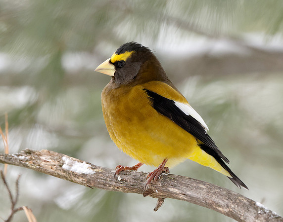 Evening Grosbeak Coccothraustes vespertinus
