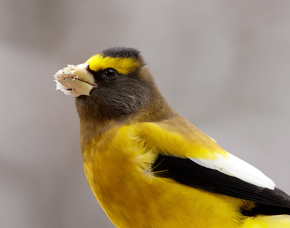 Evening Grosbeak Coccothraustes vespertinus
