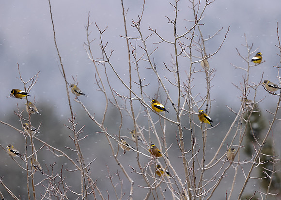 Evening Grosbeak Coccothraustes vespertinus