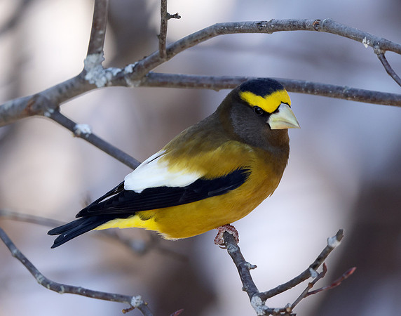Evening Grosbeak Coccothraustes vespertinus