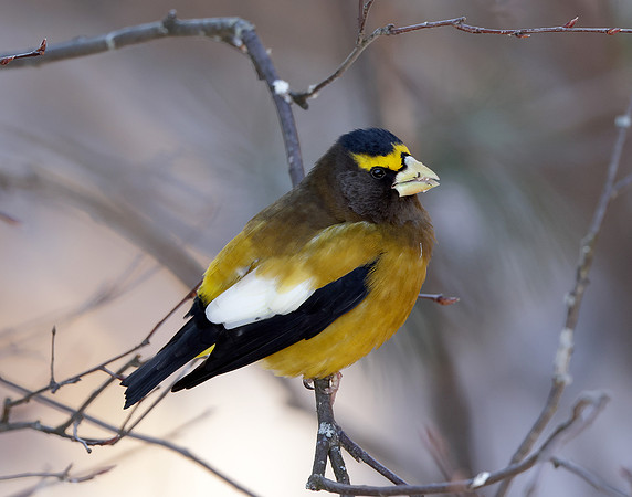 Evening Grosbeak Coccothraustes vespertinus