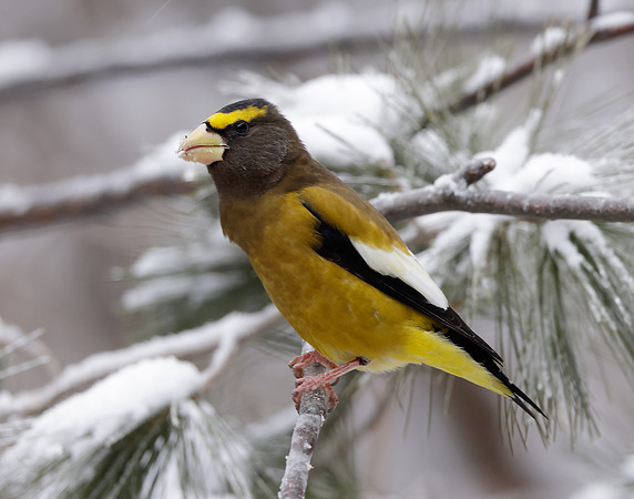 Evening Grosbeak Coccothraustes vespertinus