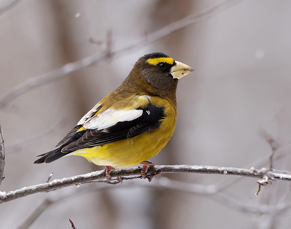 Evening Grosbeak Coccothraustes vespertinus