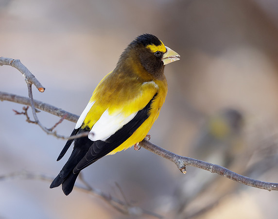 Evening Grosbeak Coccothraustes vespertinus