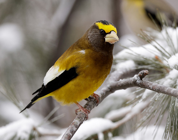 Evening Grosbeak Coccothraustes vespertinus