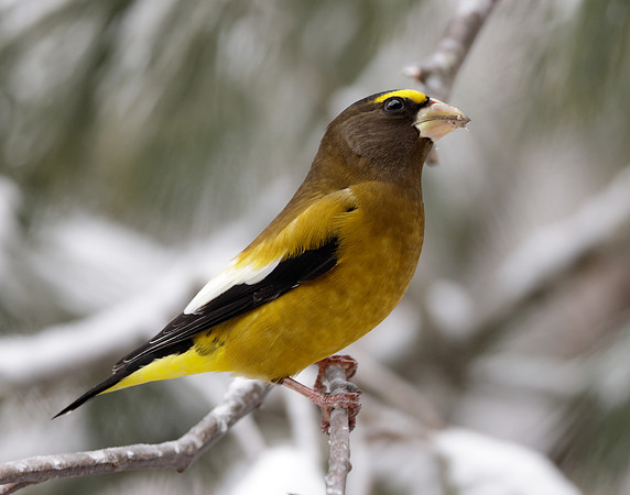 Evening Grosbeak Coccothraustes vespertinus