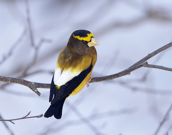 Evening Grosbeak Coccothraustes vespertinus
