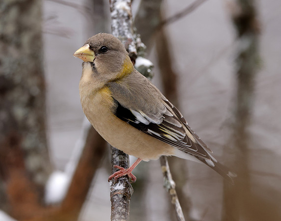 Evening Grosbeak Coccothraustes vespertinus