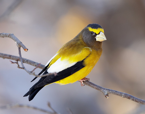 Evening Grosbeak Coccothraustes vespertinus
