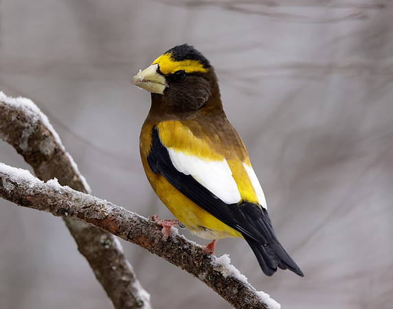 Evening Grosbeak Coccothraustes vespertinus