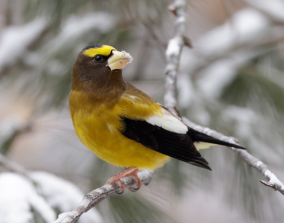 Evening Grosbeak Coccothraustes vespertinus