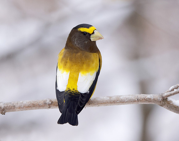 Evening Grosbeak Coccothraustes vespertinus