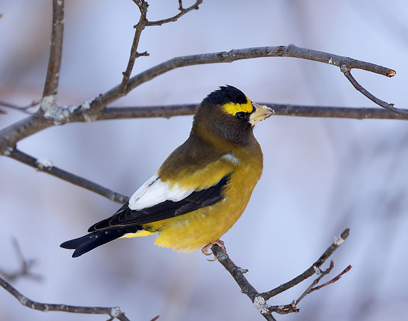 Evening Grosbeak Coccothraustes vespertinus