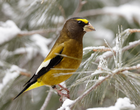 Evening Grosbeak Coccothraustes vespertinus