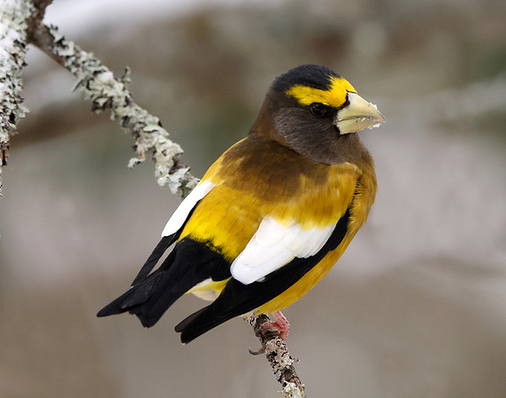 Evening Grosbeak Coccothraustes vespertinus