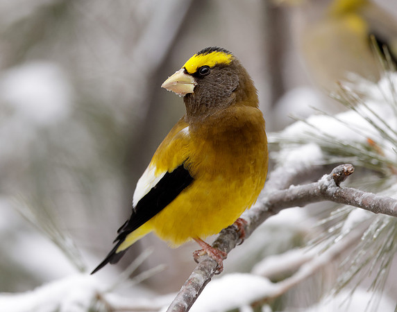 Evening Grosbeak Coccothraustes vespertinus