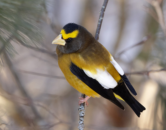 Evening Grosbeak Coccothraustes vespertinus