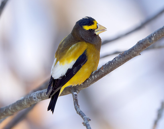 Evening Grosbeak Coccothraustes vespertinus