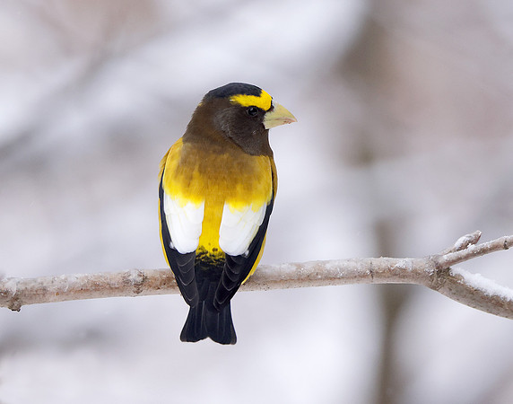 Evening Grosbeak Coccothraustes vespertinus