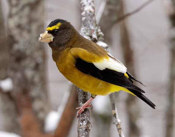 Evening Grosbeak Coccothraustes vespertinus