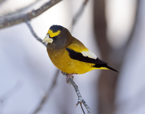Evening Grosbeak Coccothraustes vespertinus