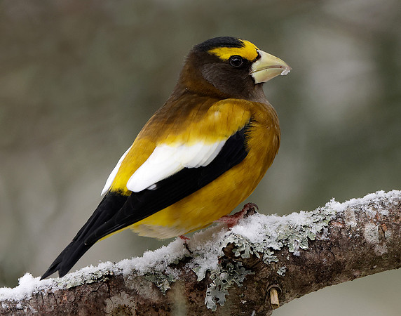 Evening Grosbeak Coccothraustes vespertinus