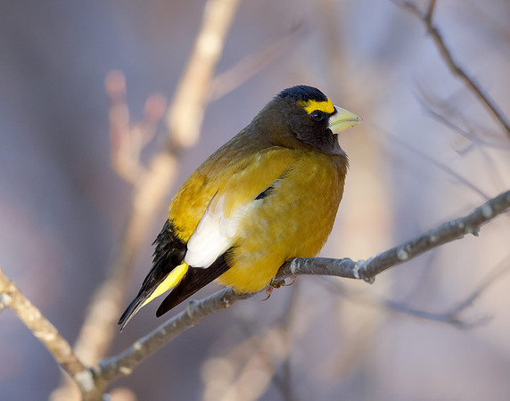 Evening Grosbeak Coccothraustes vespertinus
