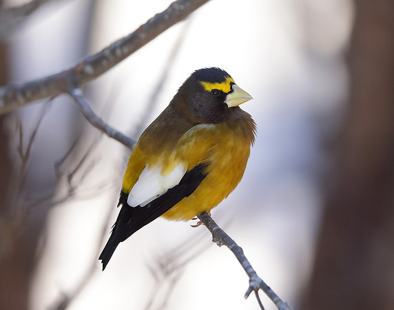Evening Grosbeak Coccothraustes vespertinus