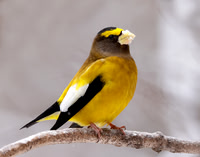 Evening Grosbeak Coccothraustes vespertinus