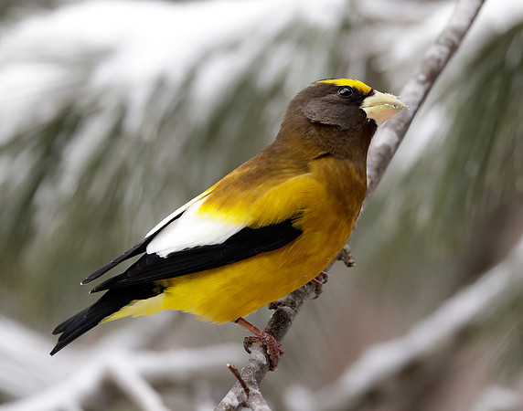 Evening Grosbeak Coccothraustes vespertinus