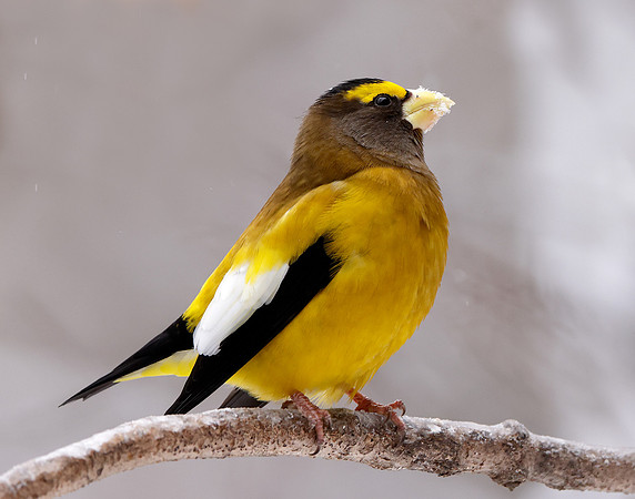 Evening Grosbeak Coccothraustes vespertinus