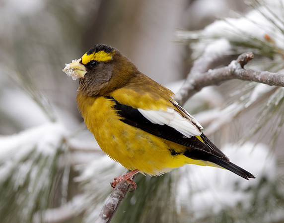Evening Grosbeak Coccothraustes vespertinus