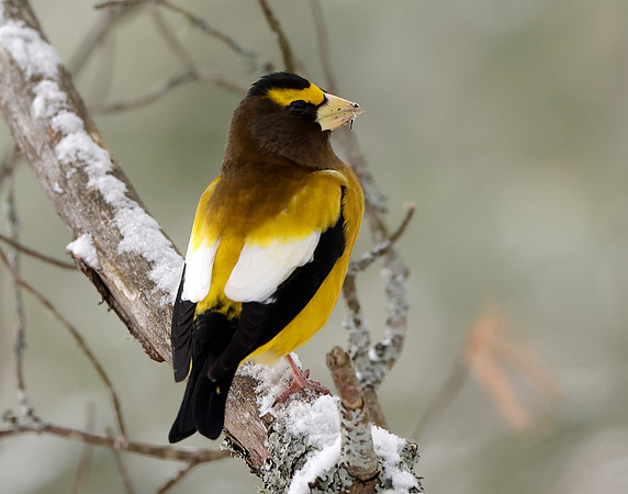 Evening Grosbeak Coccothraustes vespertinus