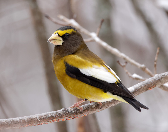 Evening Grosbeak Coccothraustes vespertinus