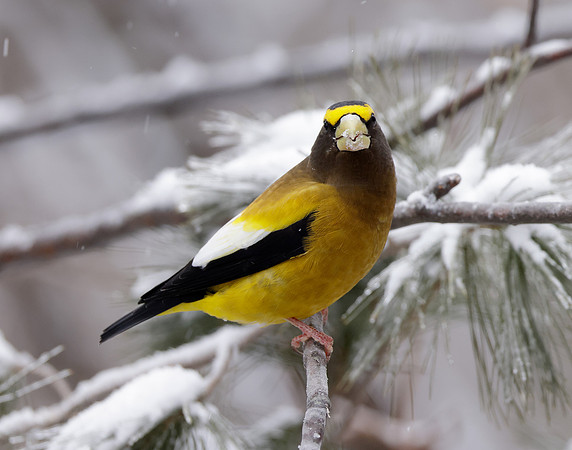 Evening Grosbeak Coccothraustes vespertinus