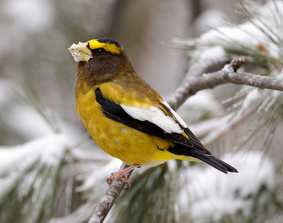 Evening Grosbeak Coccothraustes vespertinus