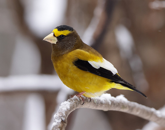 Evening Grosbeak Coccothraustes vespertinus