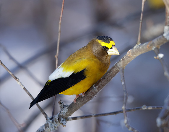 Evening Grosbeak Coccothraustes vespertinus
