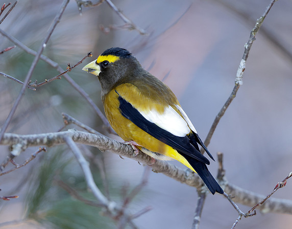 Evening Grosbeak Coccothraustes vespertinus
