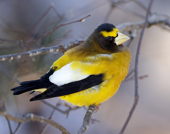 Evening Grosbeak Coccothraustes vespertinus