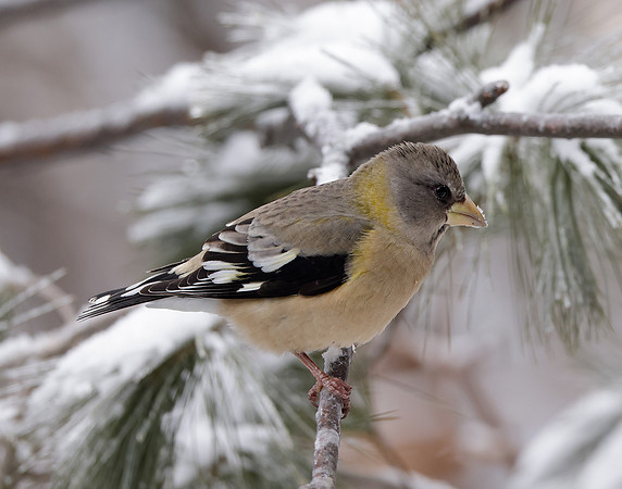 Evening Grosbeak Coccothraustes vespertinus