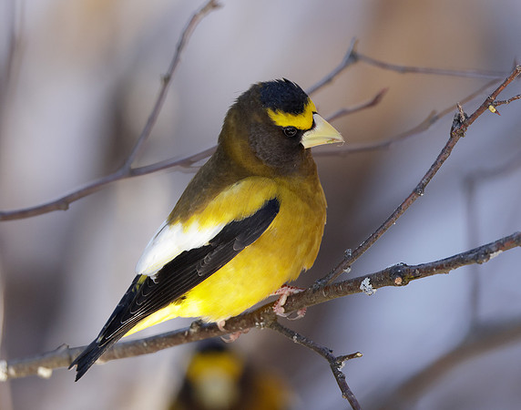 Evening Grosbeak Coccothraustes vespertinus