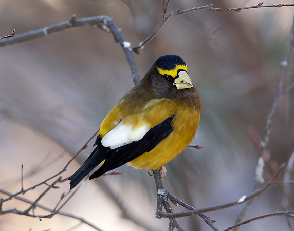 Evening Grosbeak Coccothraustes vespertinus