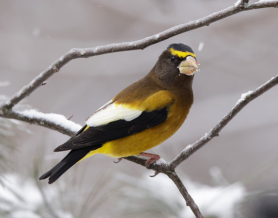 Evening Grosbeak Coccothraustes vespertinus