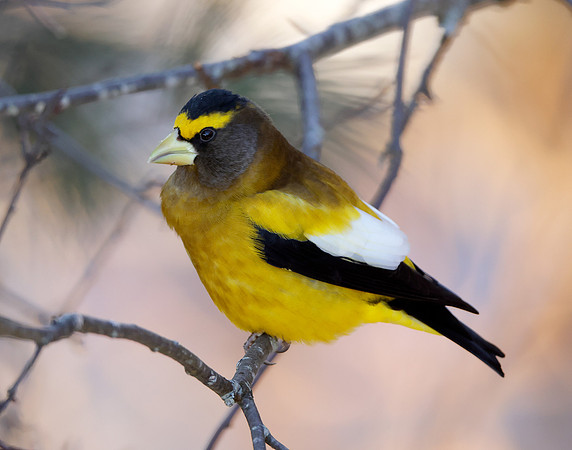Evening Grosbeak Coccothraustes vespertinus