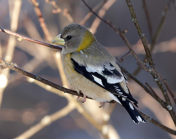 Evening Grosbeak Coccothraustes vespertinus